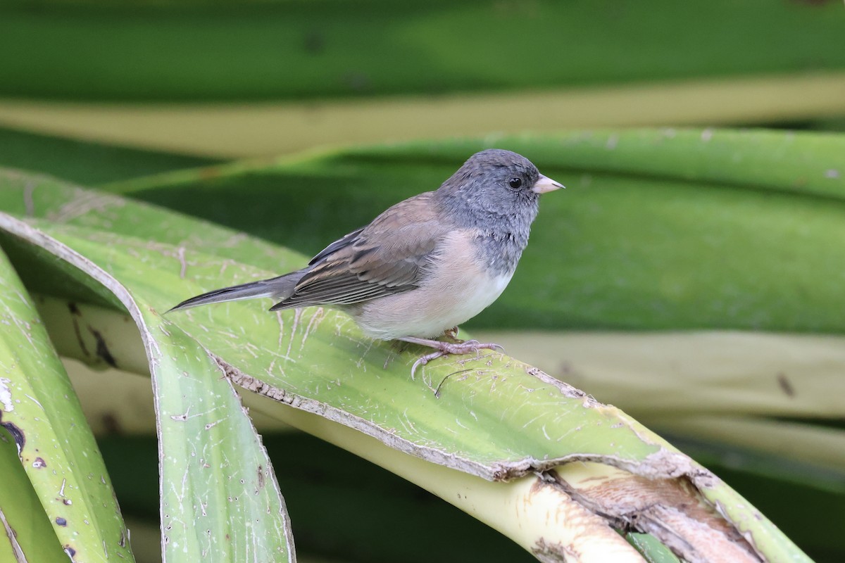 Dark-eyed Junco (Oregon) - Charlotte M