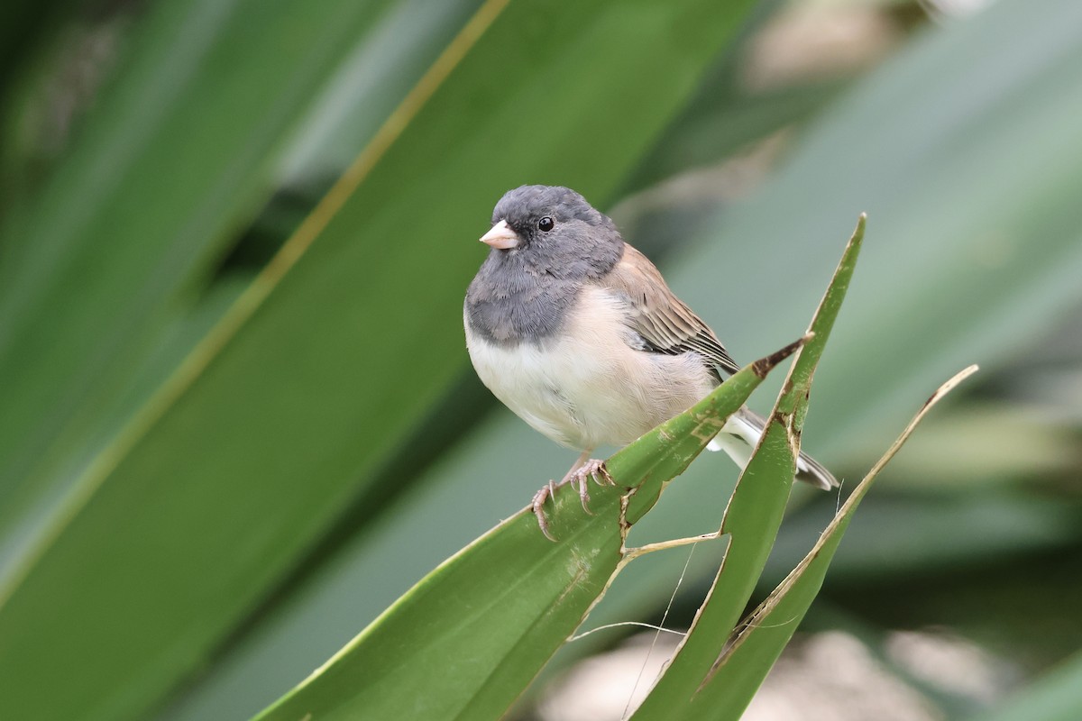 Dark-eyed Junco (Oregon) - ML622582416