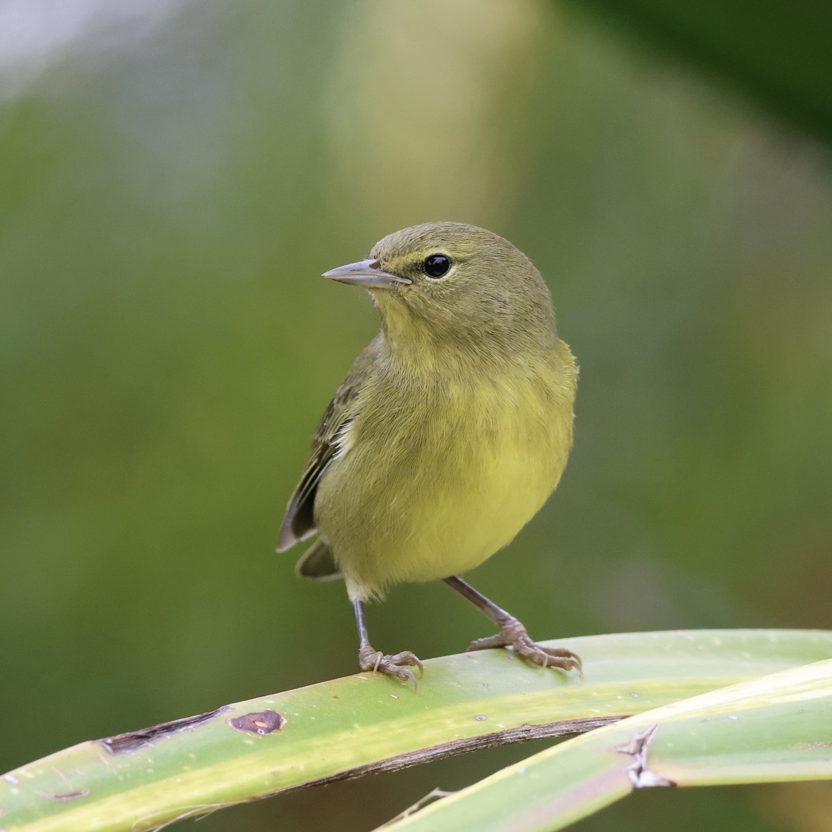 Orange-crowned Warbler - ML622582418