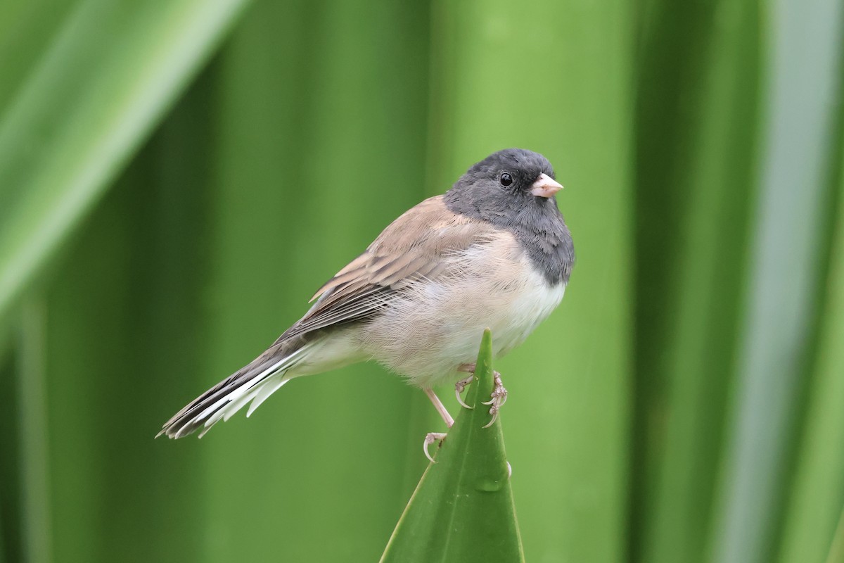 Dark-eyed Junco (Oregon) - ML622582442