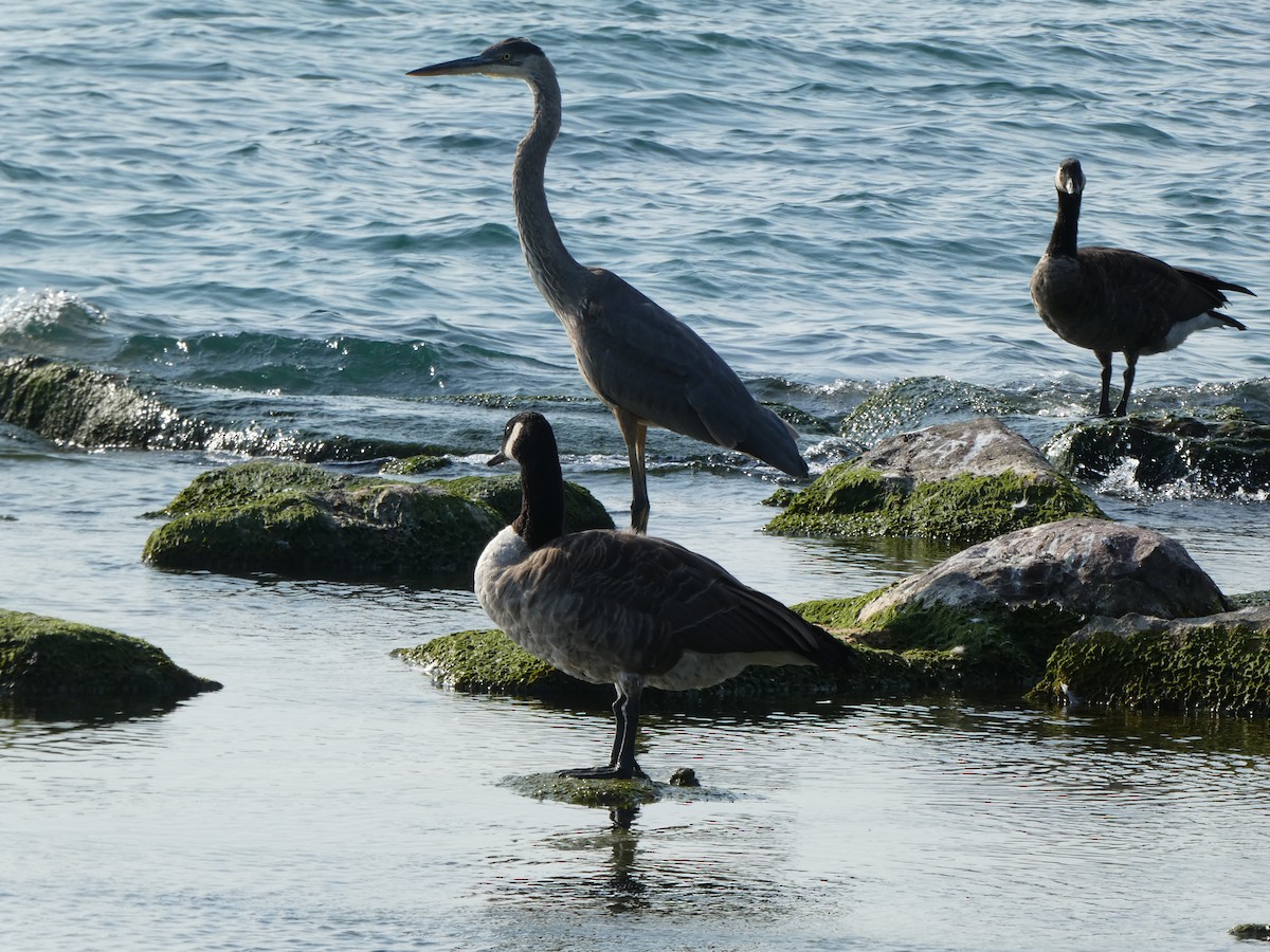 Canada Goose - ML622582545