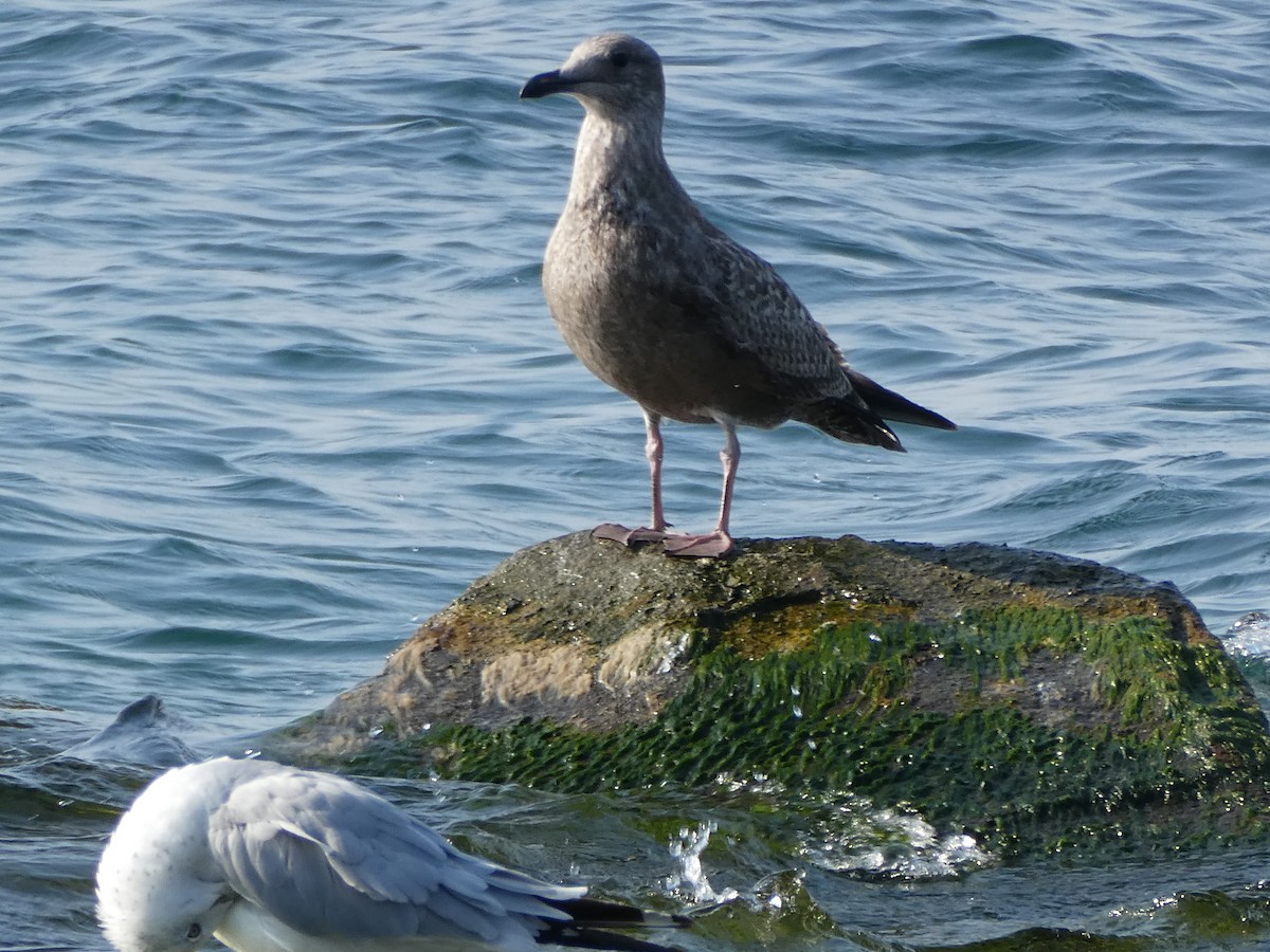 Herring Gull (American) - ML622582615