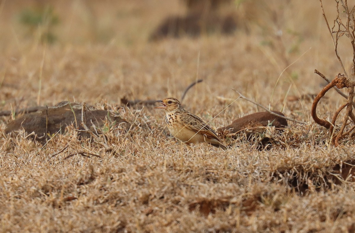 Jerdon's Bushlark - Wayne Paes