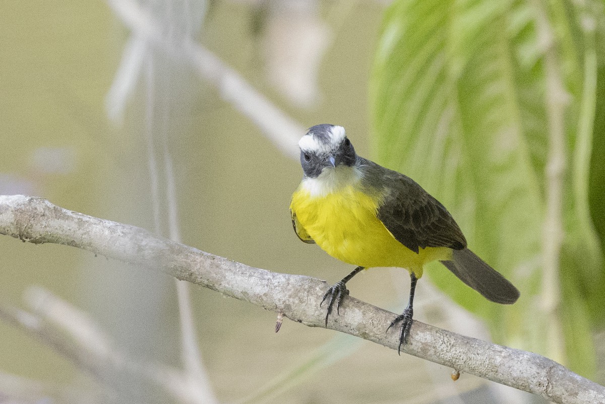 Social Flycatcher - ML622582666