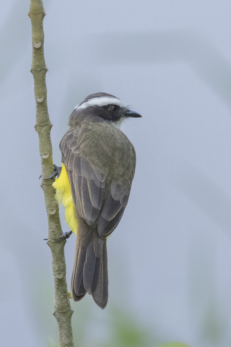 Social Flycatcher - ML622582670