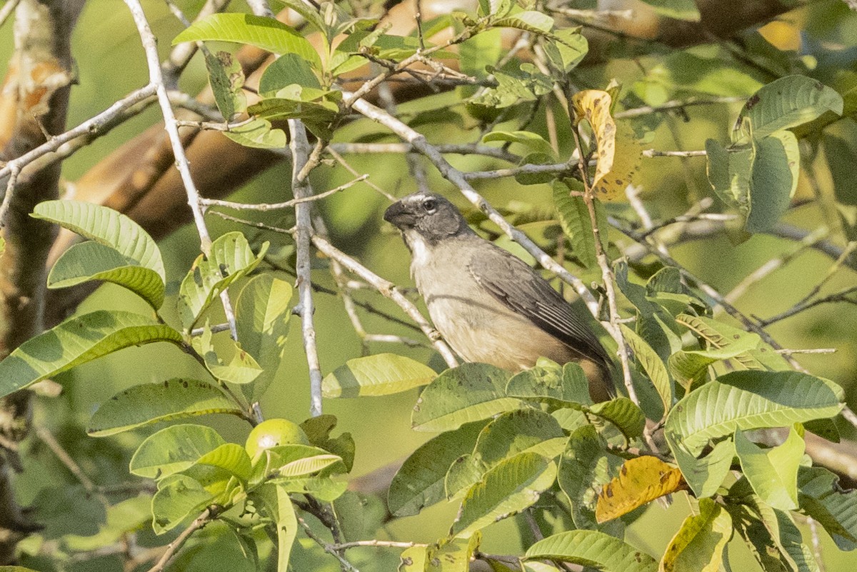 Olive-gray Saltator - ML622582675