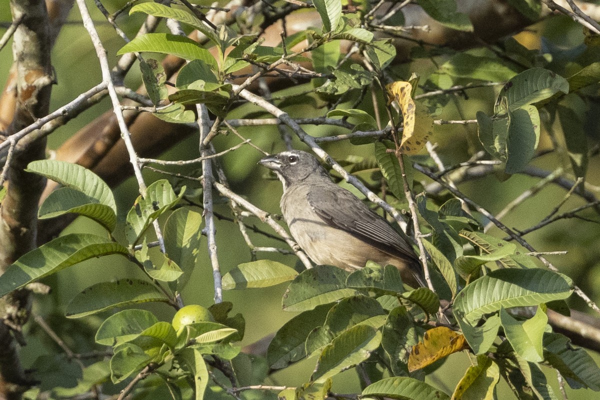 Olive-gray Saltator - ML622582686