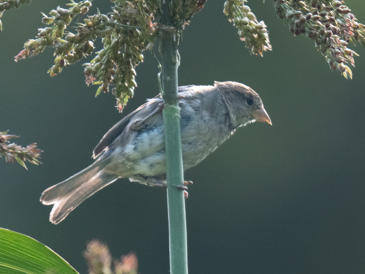 House Sparrow - ML622582688