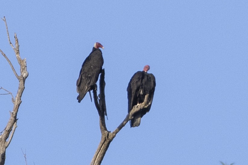 Urubu à tête rouge - ML622582692