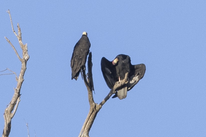 Turkey Vulture - ML622582694