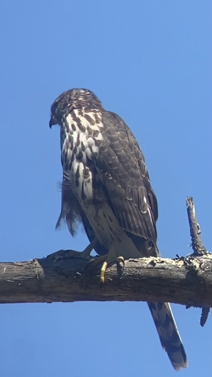 Cooper's Hawk - ML622582697