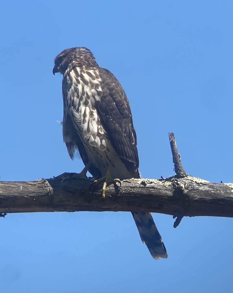 Cooper's Hawk - ML622582698