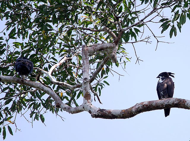 Bat Hawk - Choy Wai Mun