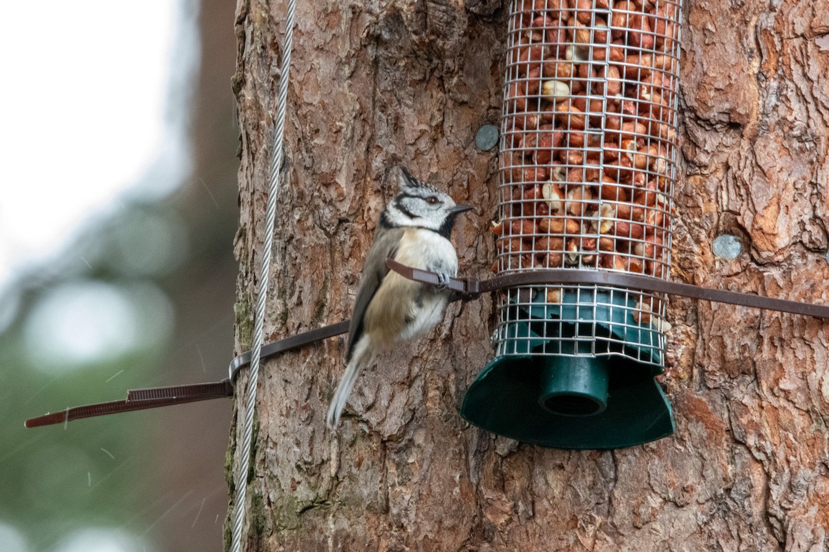 Crested Tit - ML622582710