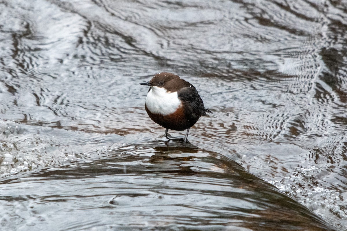 White-throated Dipper - ML622582757