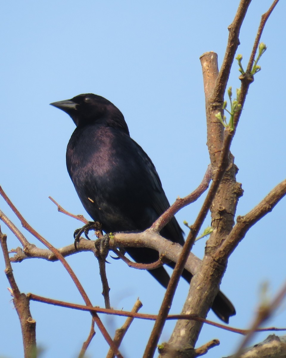 Shiny Cowbird - ML622582764