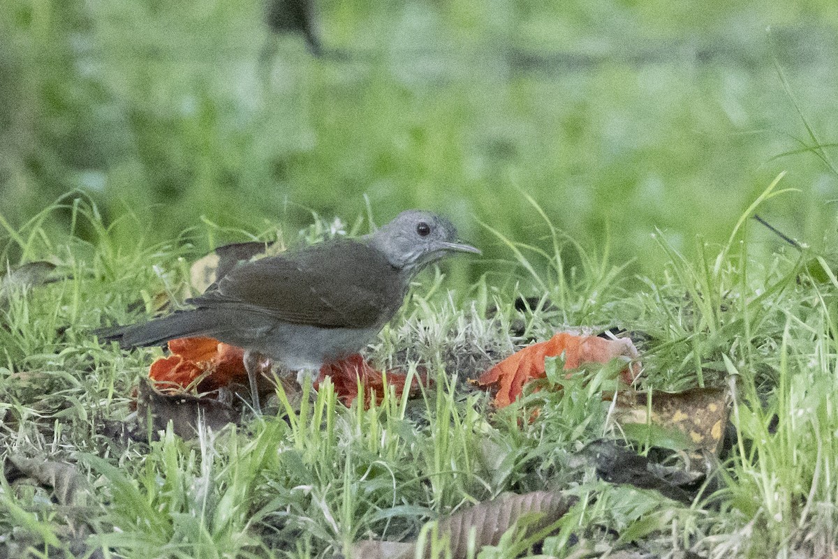 Pale-breasted Thrush - ML622582786