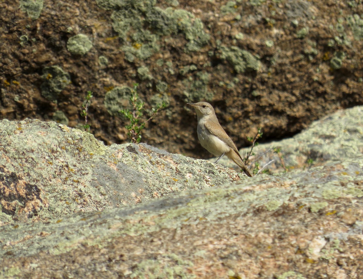 Rock Wren - ML622582820