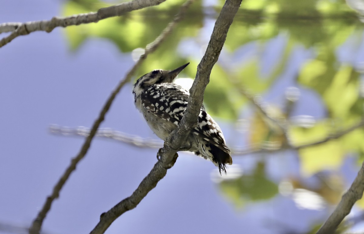 Ladder-backed Woodpecker - ML622582851