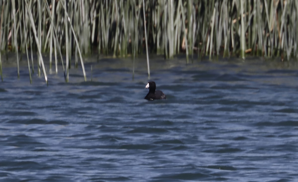 American Coot - Douglas Hall