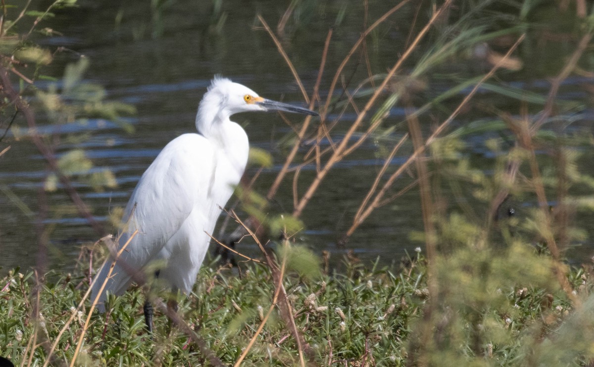 Snowy Egret - ML622582956