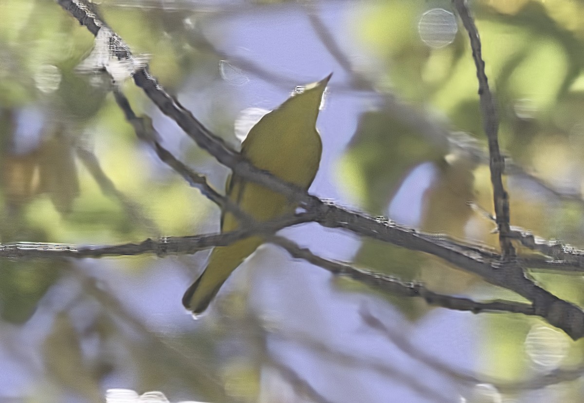 Wilson's Warbler - ML622583000