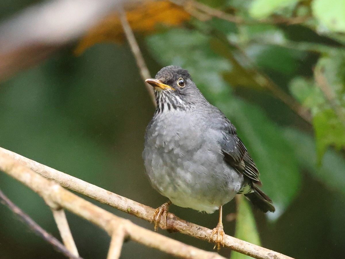 Andean Slaty Thrush - ML622583001