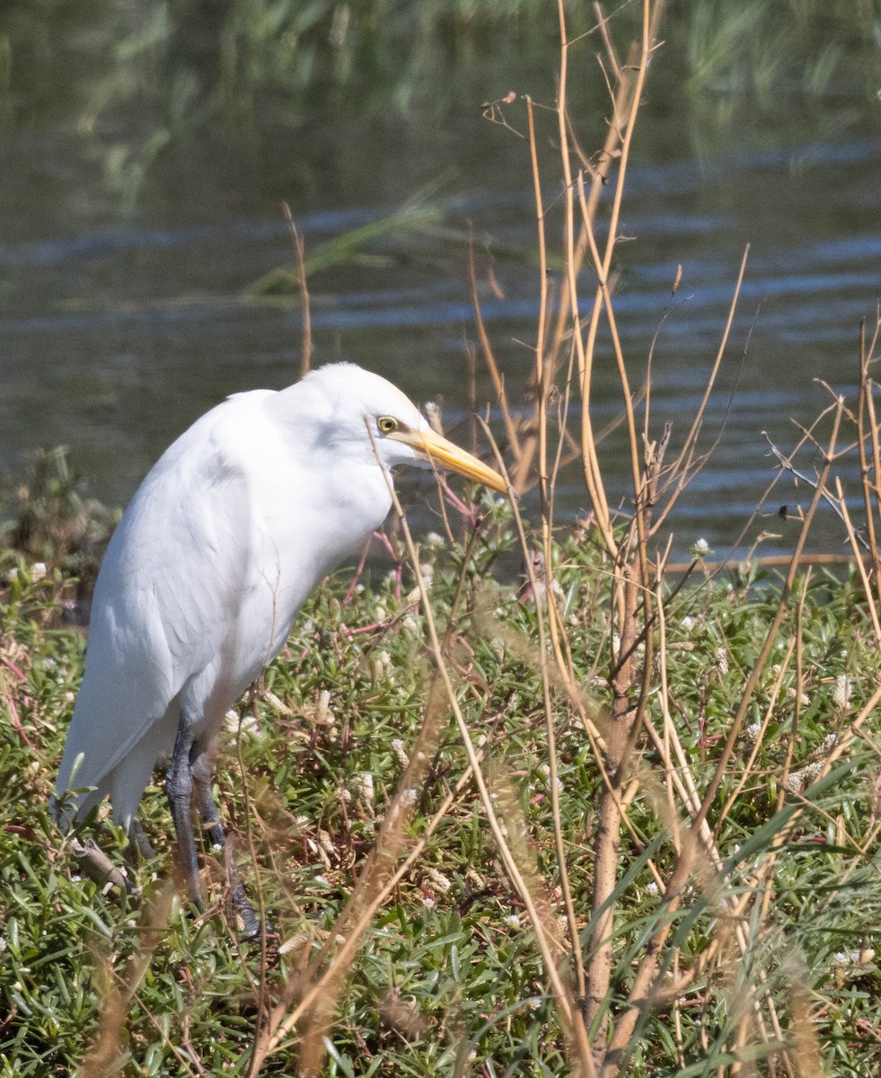 Western Cattle Egret - ML622583019