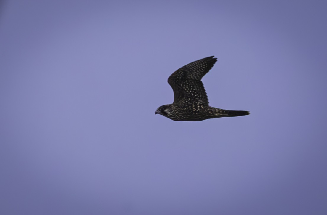 Peregrine Falcon - ML622583085