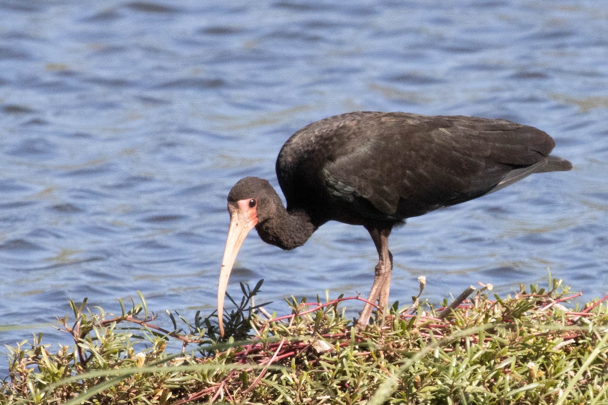 Bare-faced Ibis - ML622583094