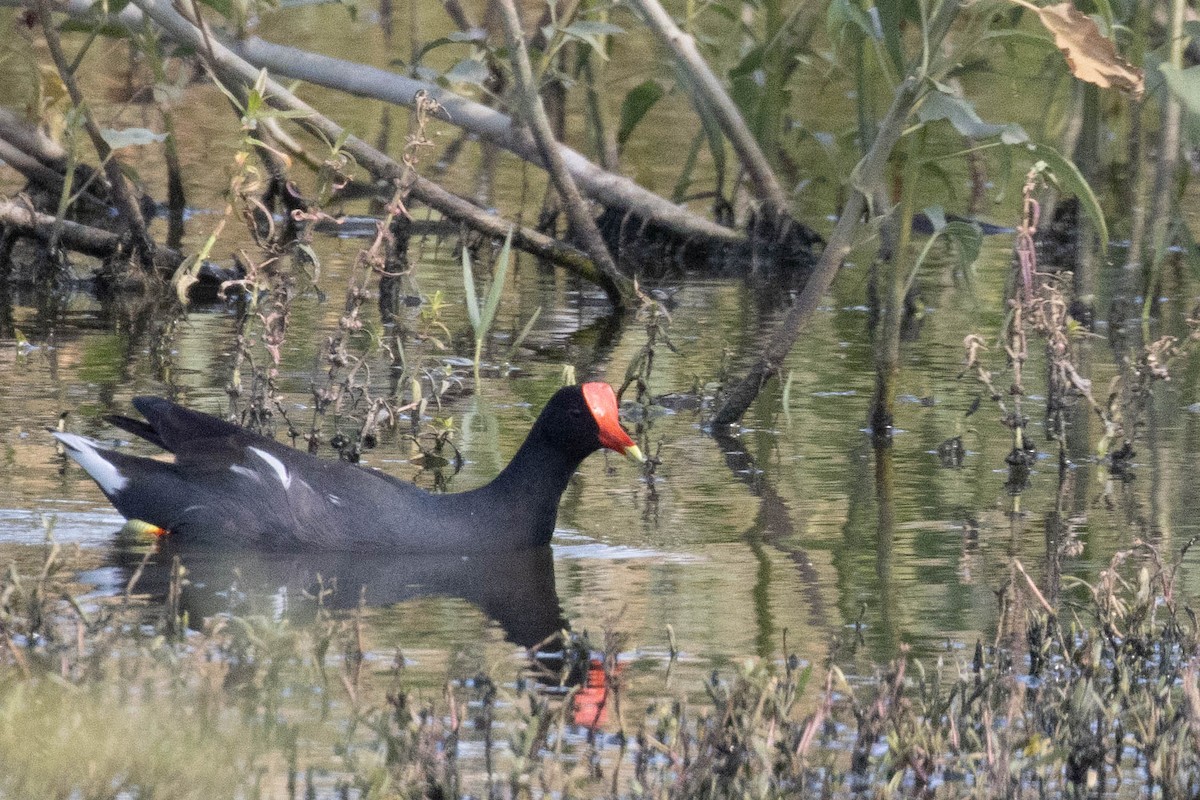 Common Gallinule - ML622583161