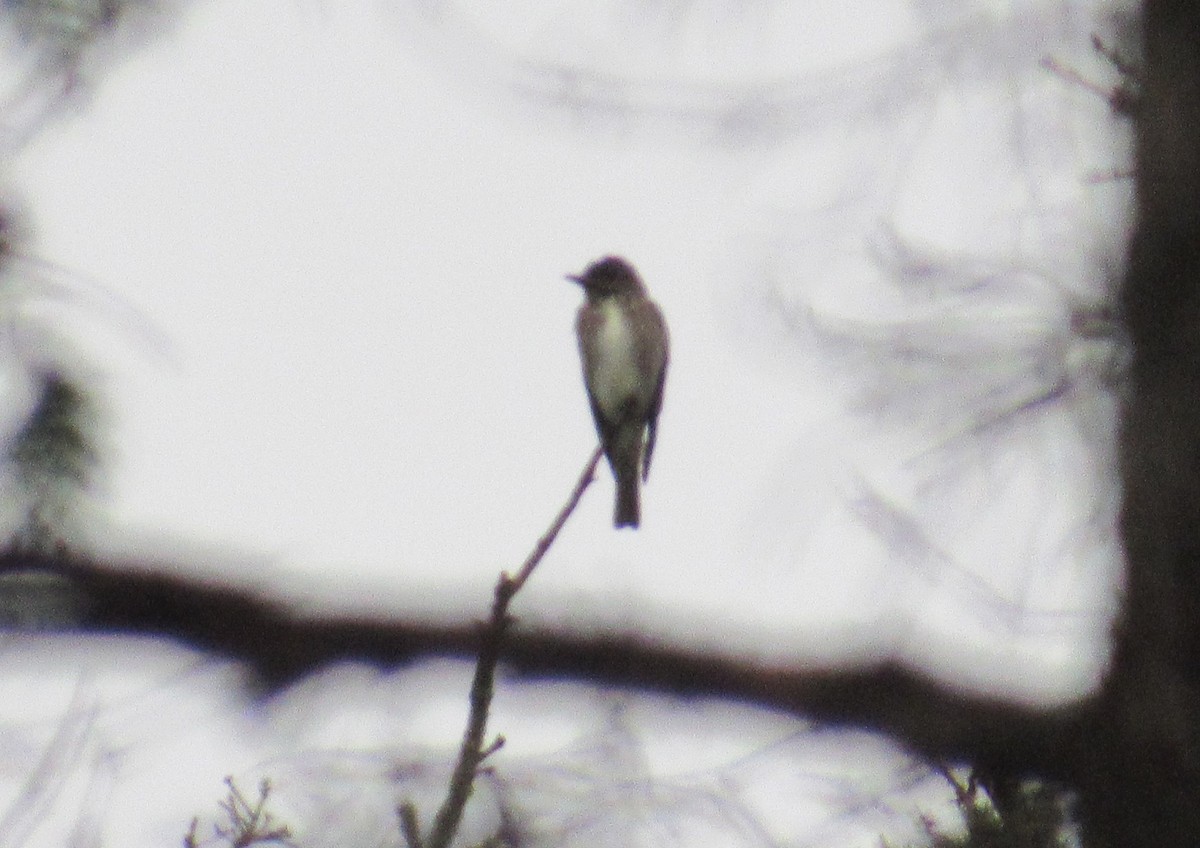 Olive-sided Flycatcher - ML622583403