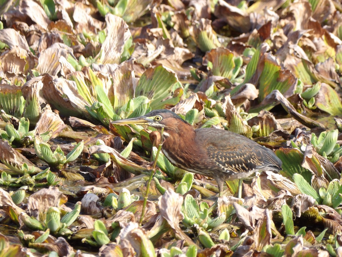 Green Heron - ML622583550