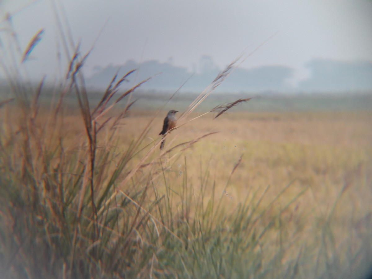 Plaintive Cuckoo - ML622583637