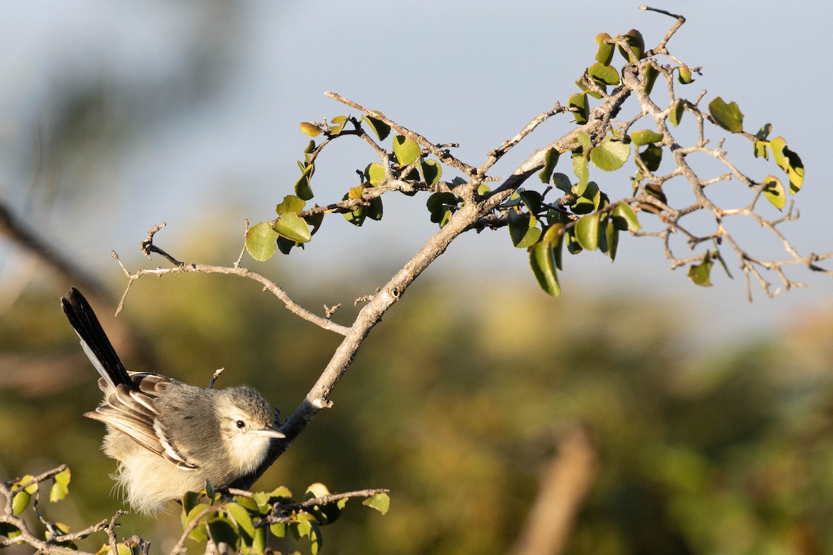 Caatinga Antwren - ML622583663