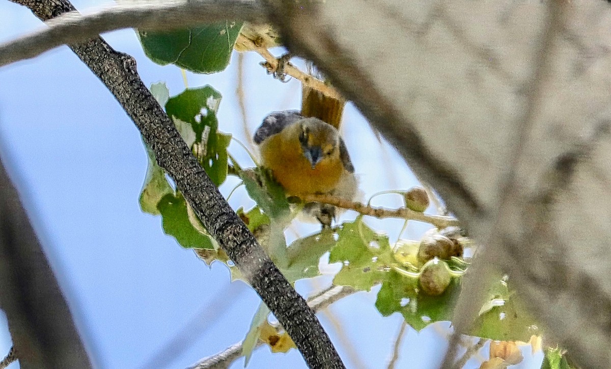 Bullock's Oriole - ML622583717