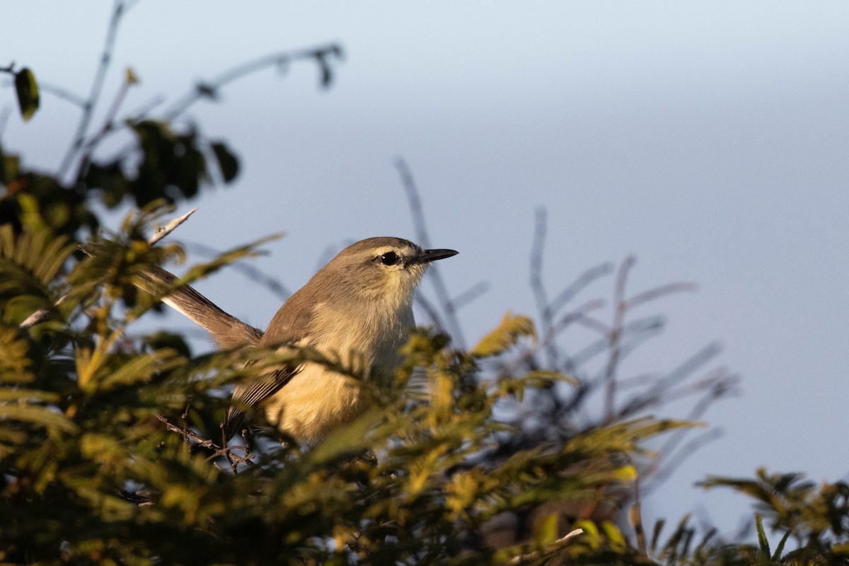 Bahia Wagtail-Tyrant - ML622583826