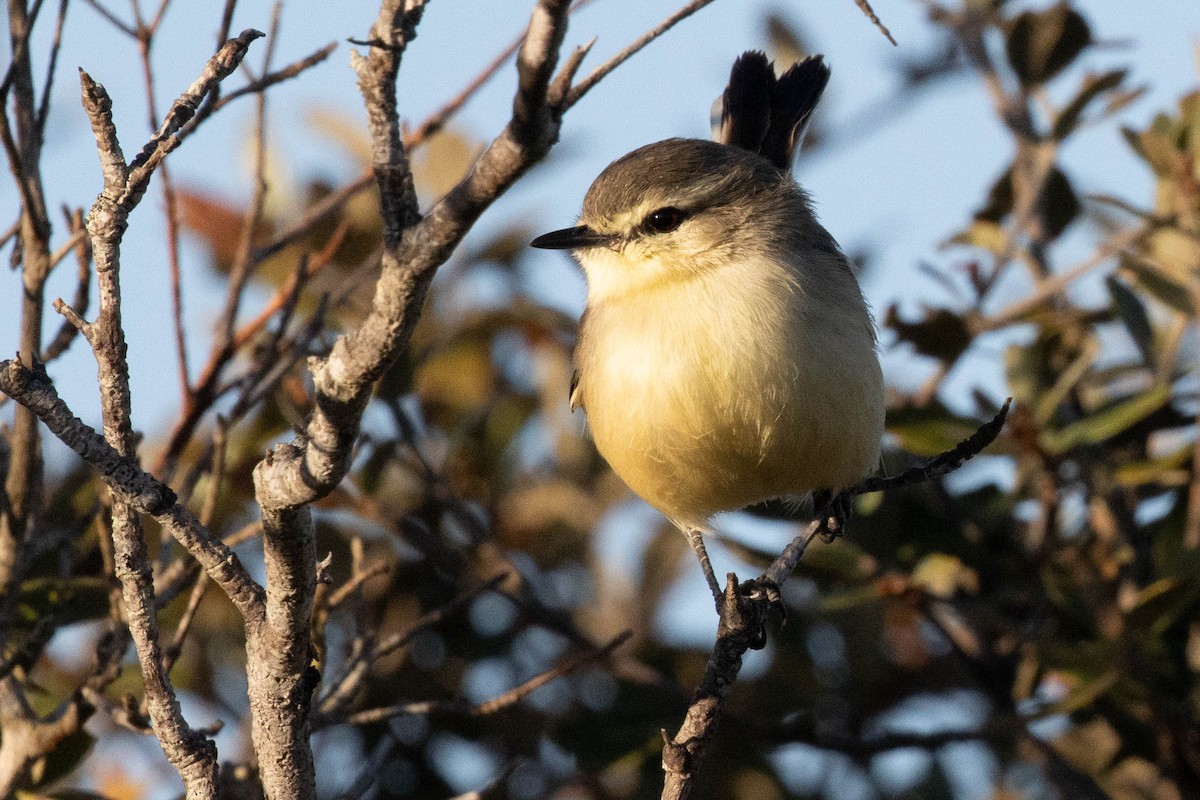 Bahia Wagtail-Tyrant - Luciano Naka