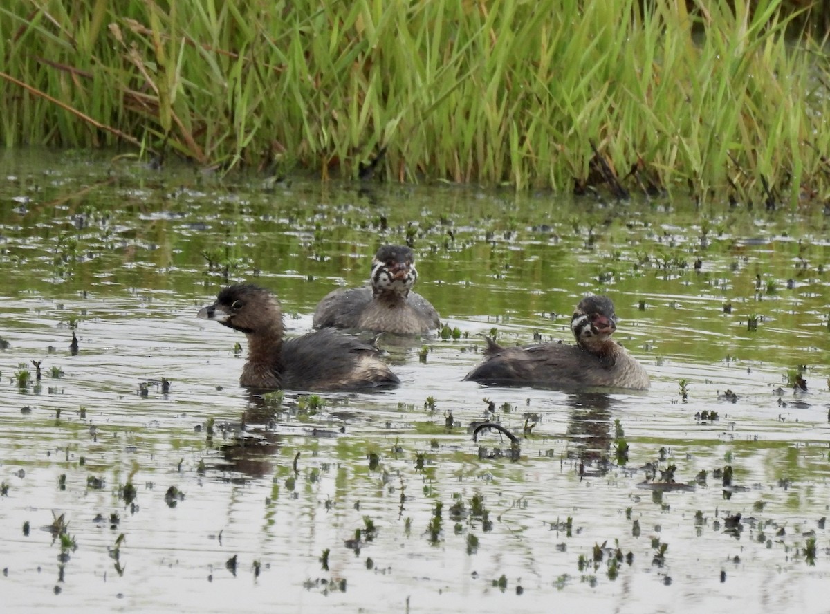 Pied-billed Grebe - ML622583851