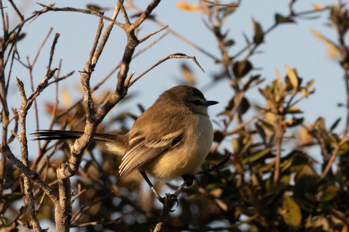 Bahia Wagtail-Tyrant - ML622583855