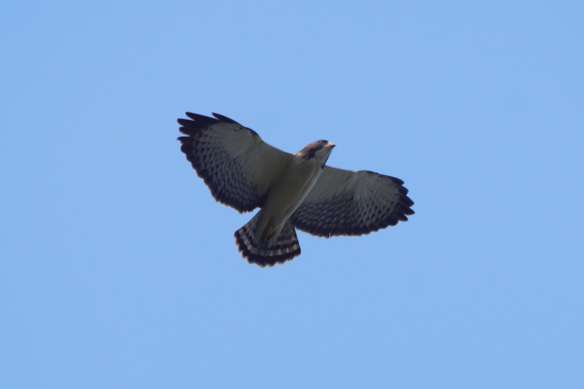 Short-tailed Hawk - ML622583968