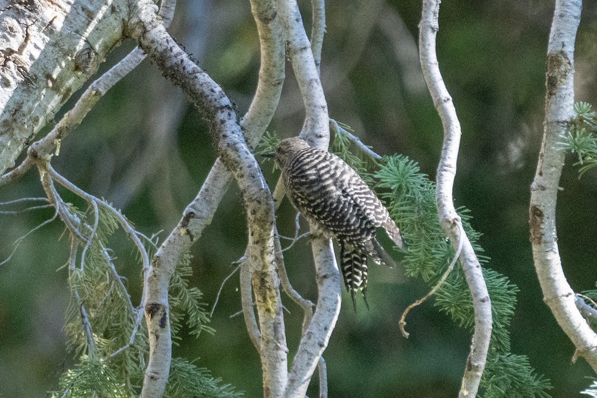 Williamson's Sapsucker - ML622583978