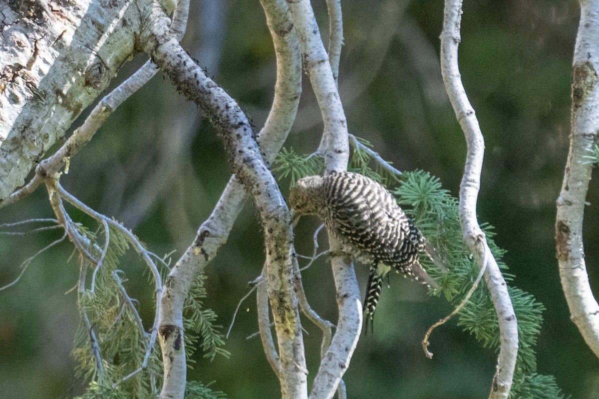 Williamson's Sapsucker - ML622583979