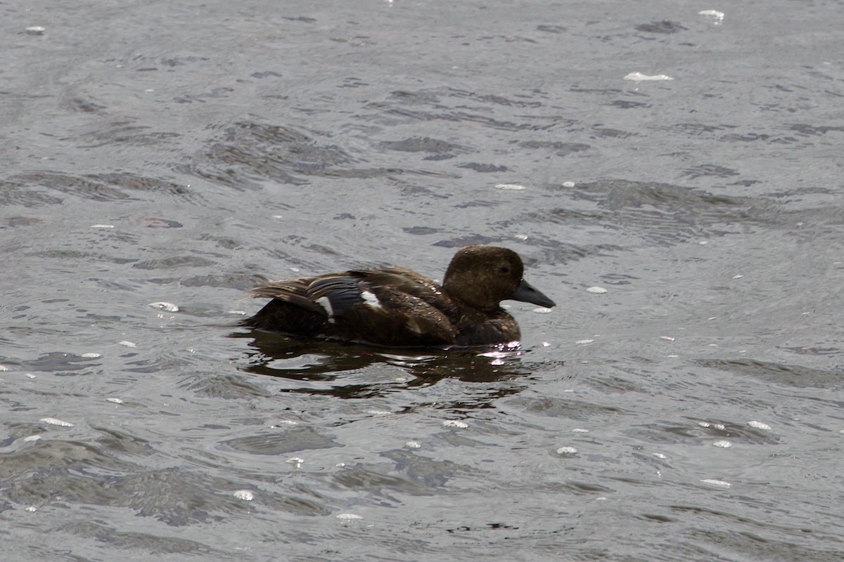 Steller's Eider - ML622583985