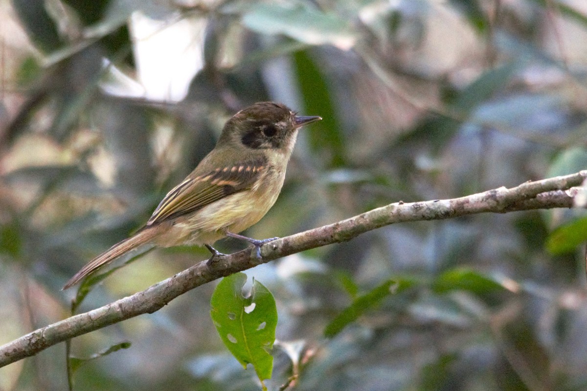 Sepia-capped Flycatcher - ML622583987