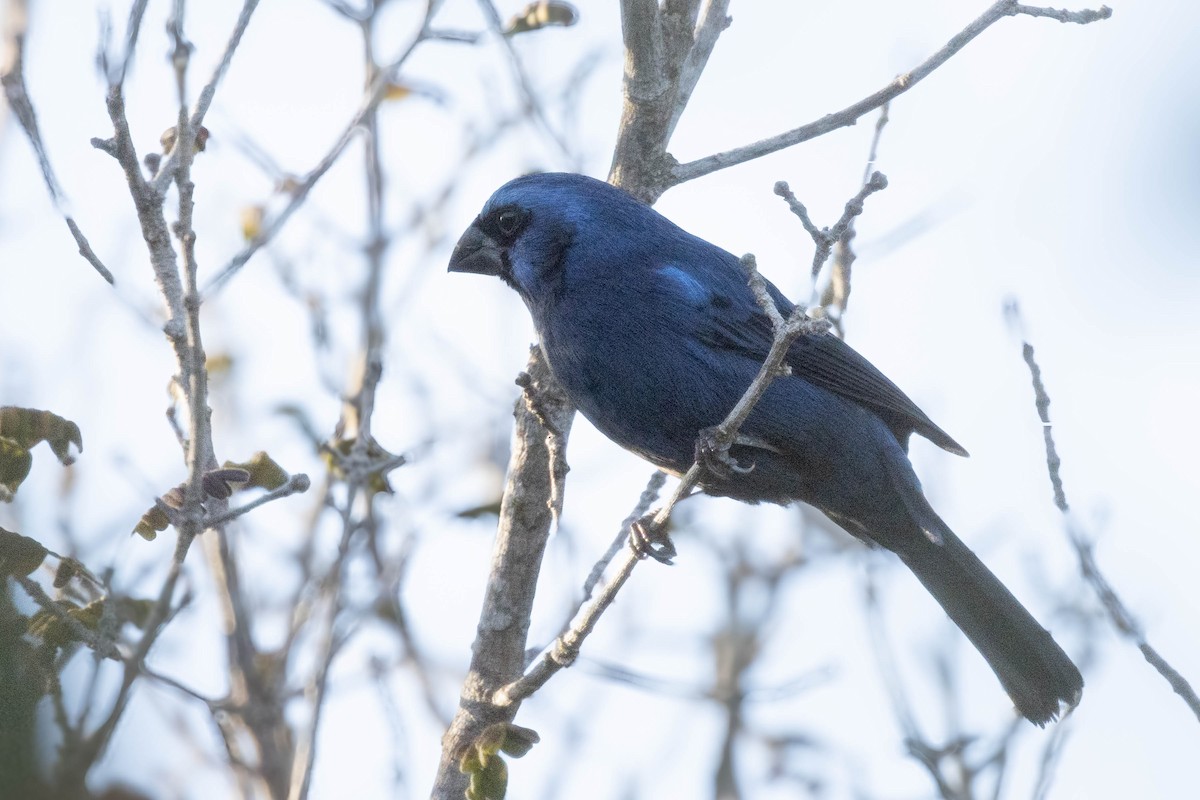 Ultramarine Grosbeak - ML622584019