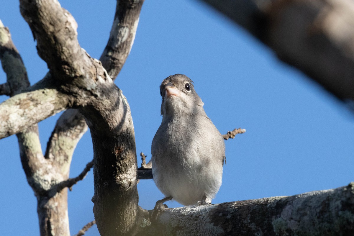 Pileated Finch - ML622584045