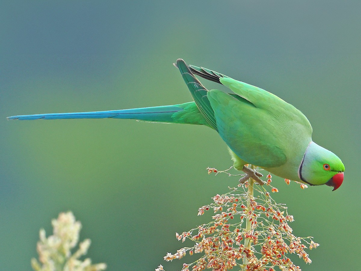 Rose-ringed Parakeet