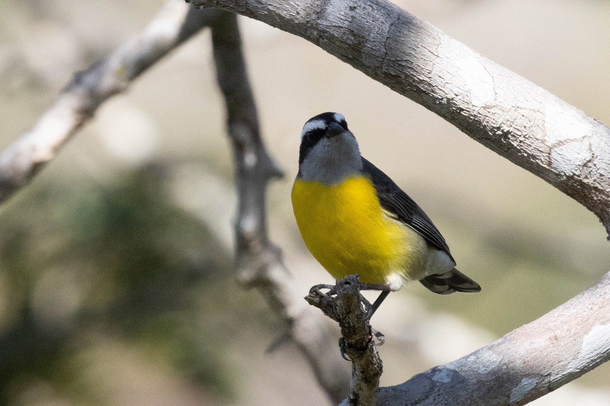 Bananaquit - ML622584109