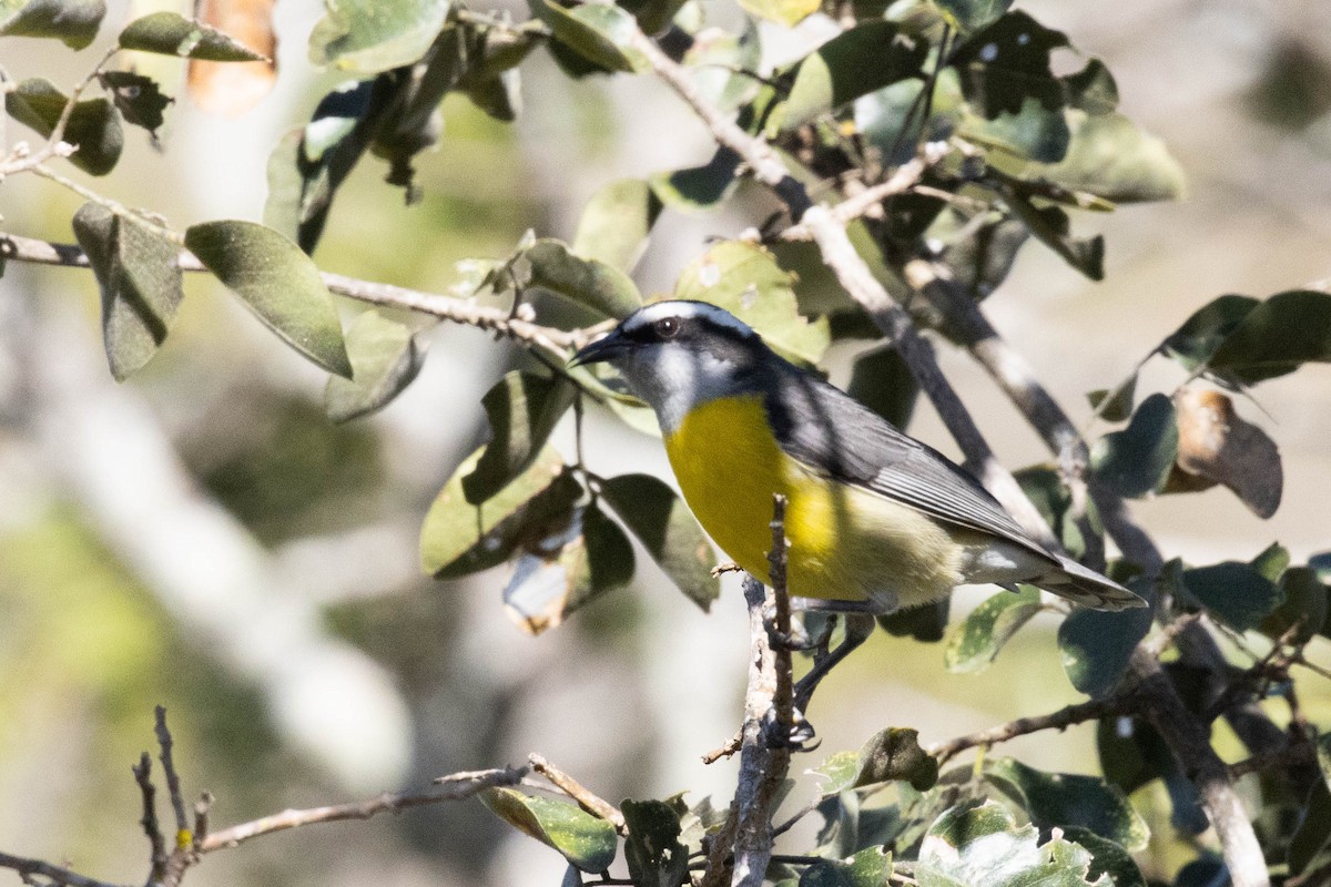 Bananaquit - ML622584110